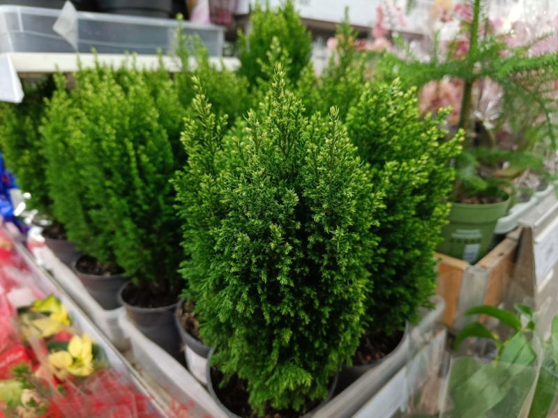 Озеленитель Юлия Кузнецова рассказала, из-за чего гибнут комнатные растения