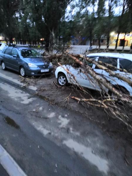 В Тольятти во время урагана дерево упало на припаркованные автомобили