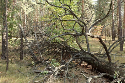 В Самарской области спасли женщину, которая заблудилась в лесу
