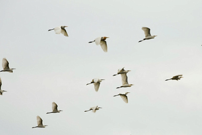 Название статьи