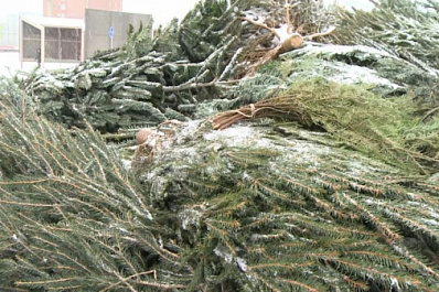 Что делать с елкой после Нового года: тольяттинцы смогут подарить хвойным вторую жизнь