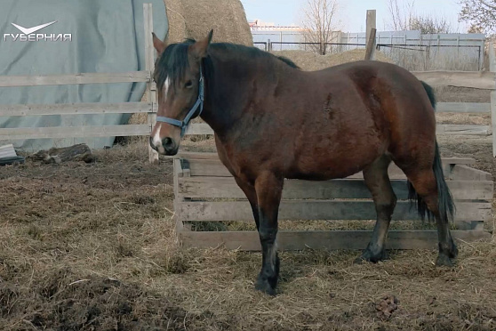 Фермерство - бизнес или образ жизни? Агрокурьер