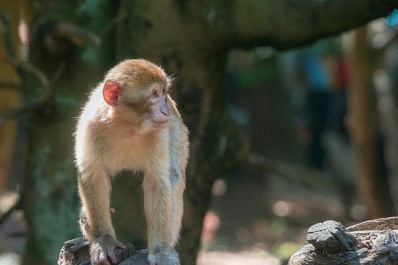 В зоопарке ПФО родились красные волчата и детеныш японского макака