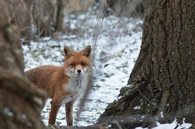 Минусовая температура и мокрый снег ждут Самарскую область на этой неделе