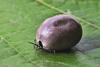 В Самаре продолжают активно обрабатывать общественные места от клещей