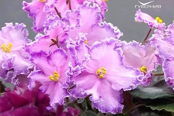 Редкие сорта фиалок, снегозадержание и снегоудаление на участке. Удачные заметки от 16.01.2018