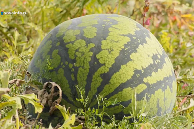 В Самарской области фермеры собирают урожай арбузов