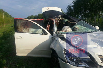 Ночью под Тольятти иномарка на полной скорости сбила лося