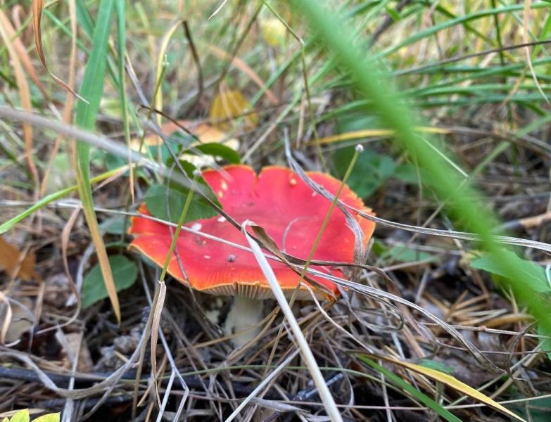 В этом году в Самарской области 29 человек отравились грибами