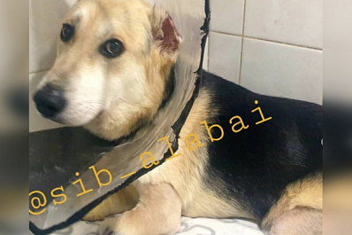 В Новосибирске хотят сделать башмачки для пса с ампутированными лапами