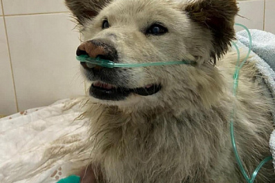 В Новосибирске спасают собаку, обгоревшую при взрыве на АГЗС