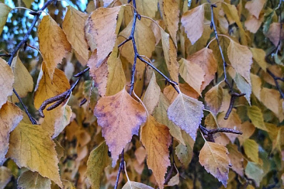 В Тольятти на содержание и уход за деревьями потратят 53 млн рублей