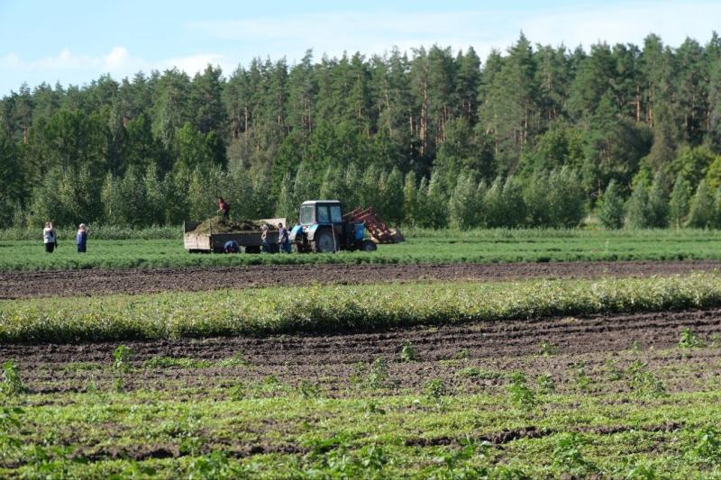 В Самарской области посадят более 130 га леса
