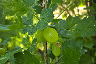 Источник витаминов и фитонутриентов: эксперты рассказали о пользе крыжовника