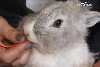 Несколько советов: как защитить себя от нападения животных