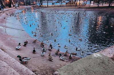 В Самаре в парке Гагарина заметили нашествие уток