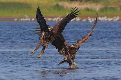 Ученые изучат места гнездования в Самарской области краснокнижной птицы