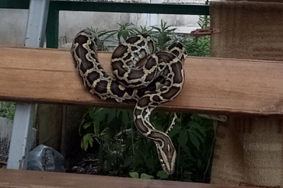 В Похвистневе на скамейке обнаружили огромного питона