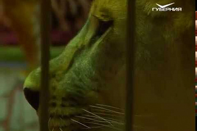 Алжирские львицы и легендарный дрессировщик: уникальное цирковое представление пройдет в Самаре