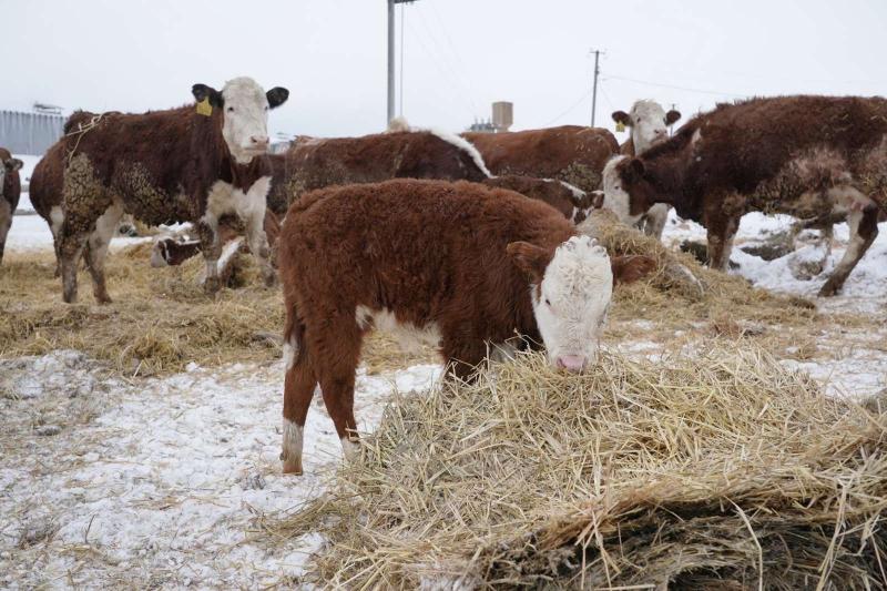 В поселке Варламово фермеры приобрели 33 коровы на средства гранта "Агростартап-Регион"