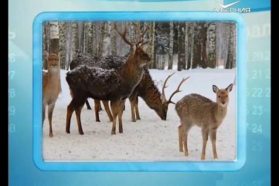 Календарь губернии 17.02.2016