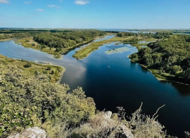 Белая ива из Самарской области участвует во всероссийском конкурсе