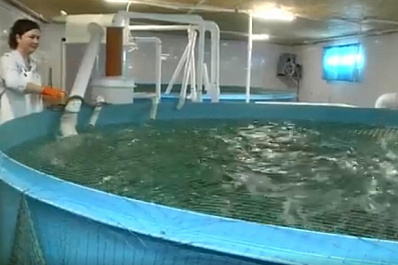 В Красноярском районе начали разводить радужную форель