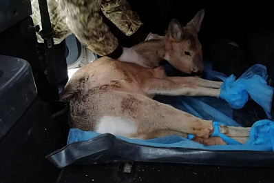 История спасения: в Самаре косуля забрела в Октябрьский районный суд