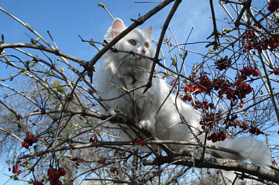 В Сызрани вороны охотятся на беспомощного кота