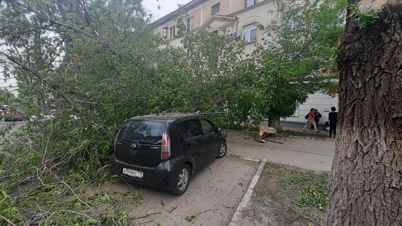 В Самаре дерево рухнуло на припаркованные машины на проспекте Масленникова