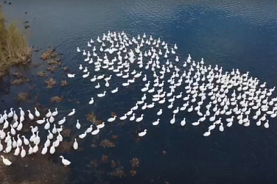 350 породистых гусей: в Безенчукском районе начали интересный проект