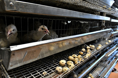 В Самарской области в 2022 году начнут выдавать гранты для развития сельского туризма