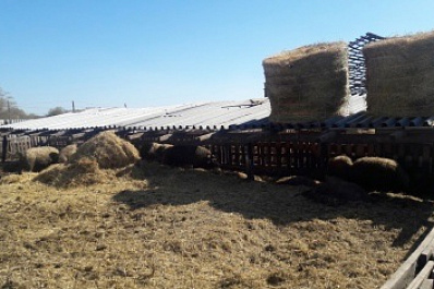 В Самарской области женщину зарезали ножом и пытались скормить свиньям