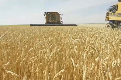 В Самарской области убрано 70% озимых культур
