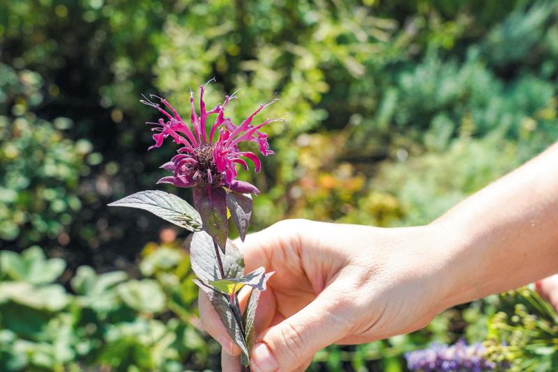 Растущий интерес: как самарские ученые исследуют лекарственную флору