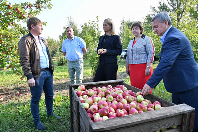 В Сызранском районе планируют собрать 4 тыс. тонн яблок