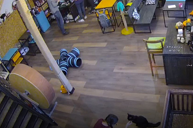 Самарцы смогут наблюдать за животными из приютов онлайн