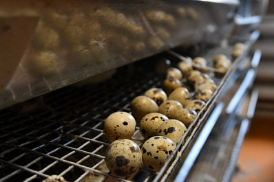 Роспотребнадзор дал самарцам советы по выбору качественных яиц