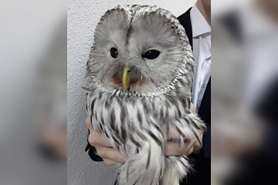 Сова, врезавшаяся в окно администрации Кинеля, спасалась от ворон