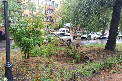 В Самаре на "Лексус" рухнула огромная ветка дерева 