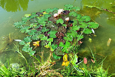 В Самаре на озере на Аэродромной зацвели кувшинки