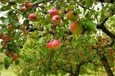 Только на личном авто и в кругу семьи: жителям Самарской области разрешат ездить на дачу