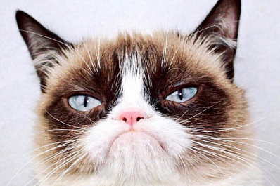 В Сызрани увековечили Grumpy Cat