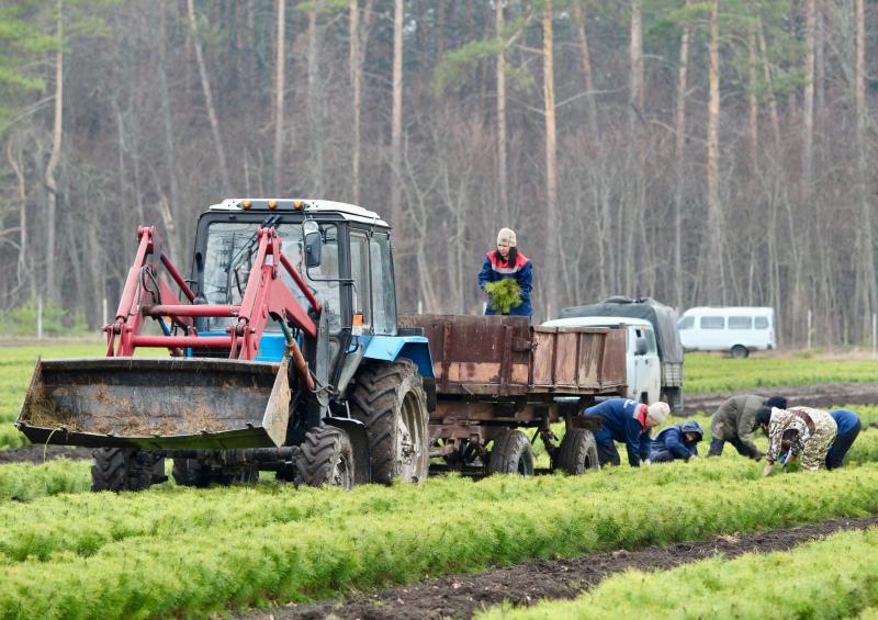 В питомниках Самарской области подготовили более 5 миллионов сеянцев лесных растений