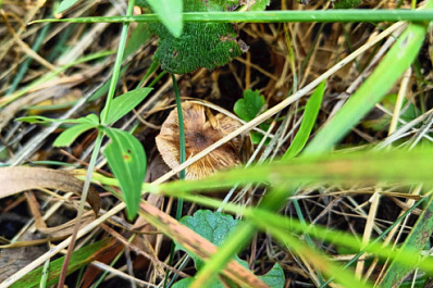 В Жигулевском заповеднике обнаружен новый вид гриба