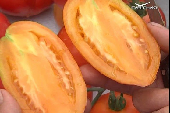 Хит-парад самых урожайных томатов. Дачные советы от 26.07.2018