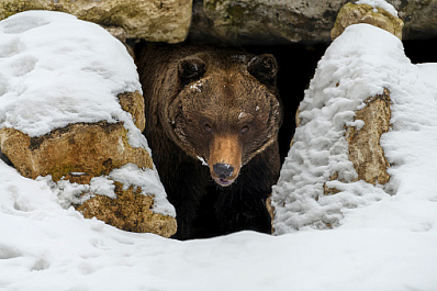 Весеннее пробуждение: в Алтайском крае стали просыпаться первые медведи 