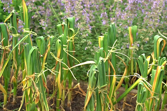 Создаем условия для вызревания чеснока. Дачные сезоны