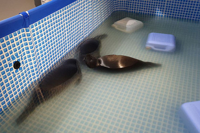 Умерла в аэропорту: в Новокуйбышевске в подвале дома обнаружили краснокнижных нерп