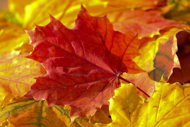 И снова тепло: на выходных в Самарской области температура воздуха поднимется до +16 °C